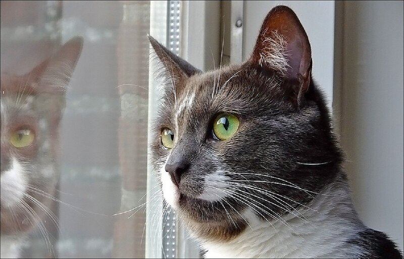 Gray and White Cat — Calm, Photograph, Window, Reflection