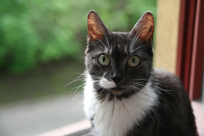 Gray and White Cat — Calm, Photograph, Window