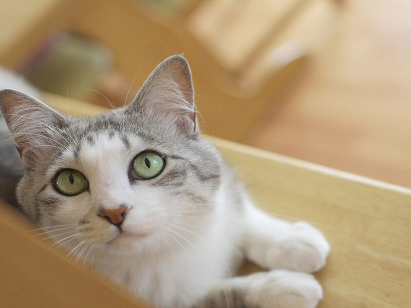Gray and White Cat — Calm, Photograph, Wooden Surface