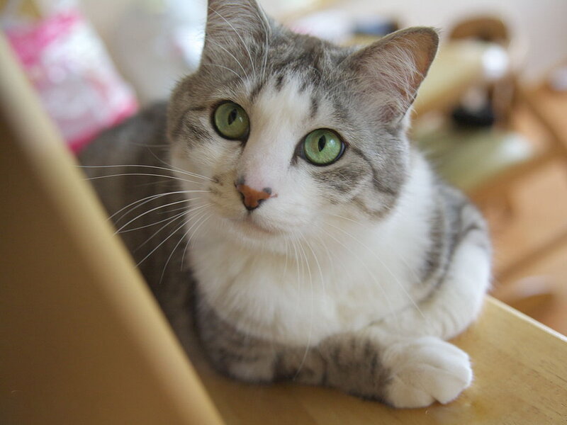Gray and White Cat — Calm, Photograph, Wooden Surface, Whiskers
