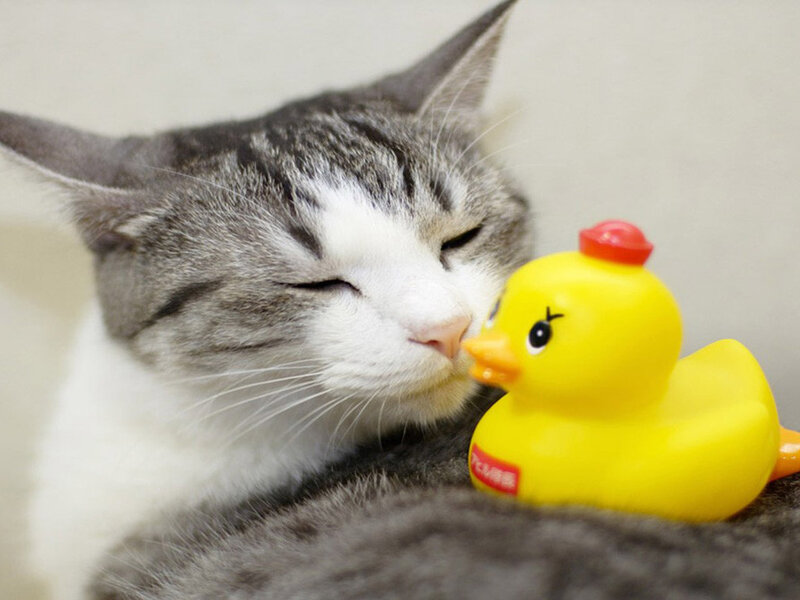 Gray and White Cat — Calm, Photograph, Yellow Rubber Duck