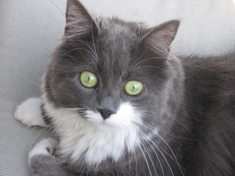 Gray and White Cat — Calm