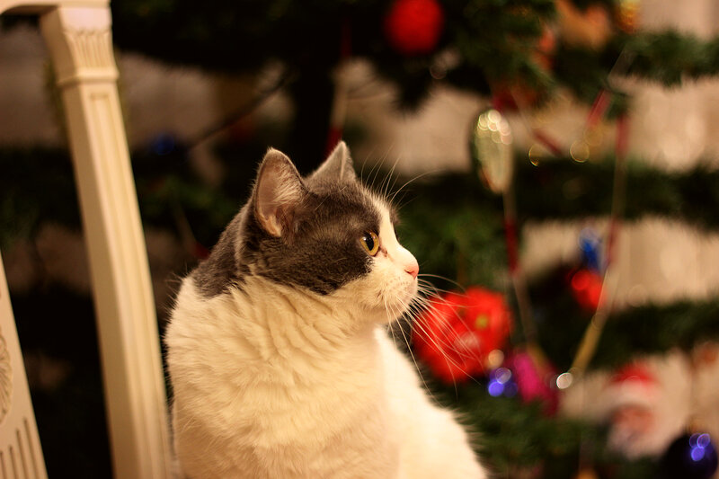Gray and White Cat — Calm, Winter, Photograph