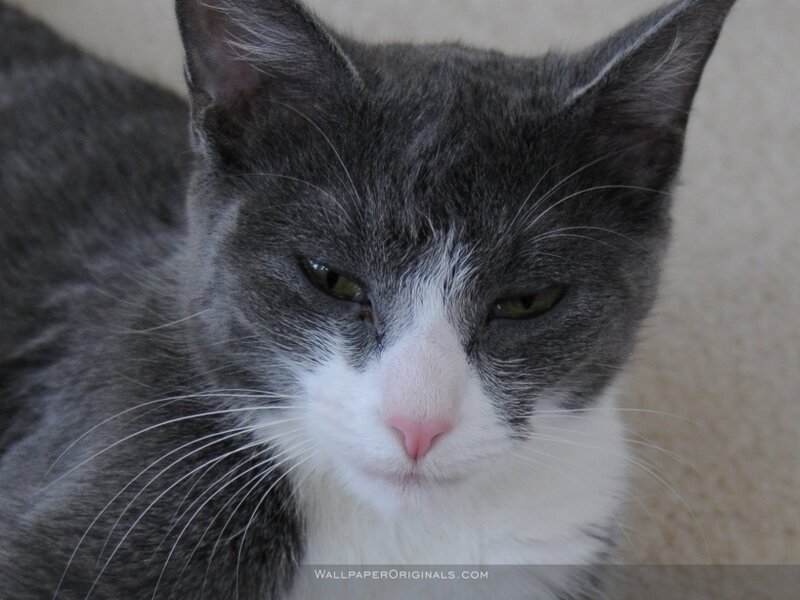 gray and white cat close-up