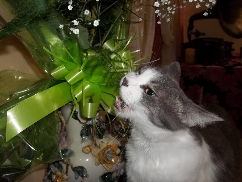 Gray and White Cat — Curious, Night