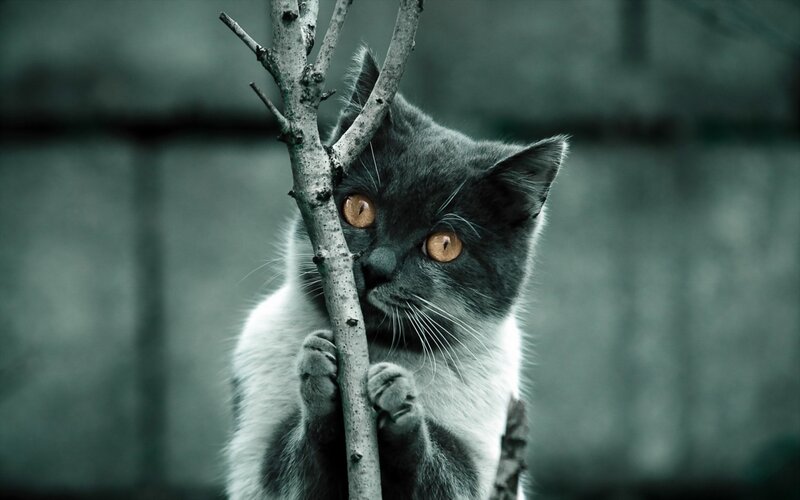 Gray and White Cat — Curious, Photograph, Branch