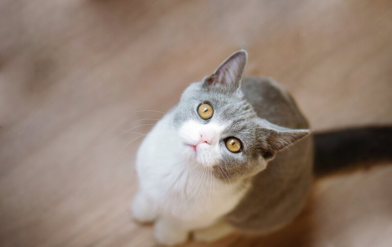 Gray and White Cat — Curious, Photograph, Floor
