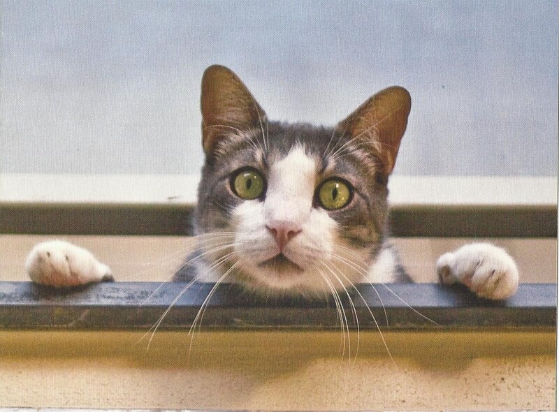 Gray and White Cat — Curious, Photograph, Paws