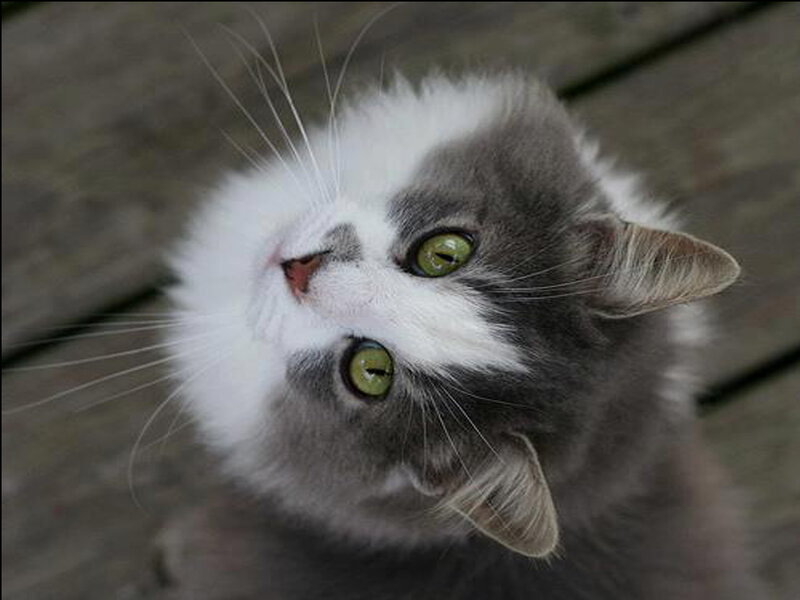 Gray and White Cat — Curious, Photograph
