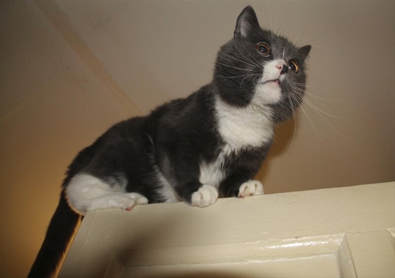 Gray and White Cat — Curious, Photograph, Wall