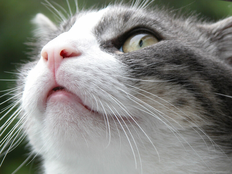 Gray and White Cat — Curious, Photograph, Whiskers