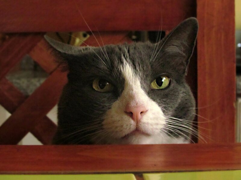 Gray and White Cat — Curious, Photograph, Wooden Structure