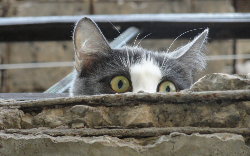 Gray and White Cat — Curious