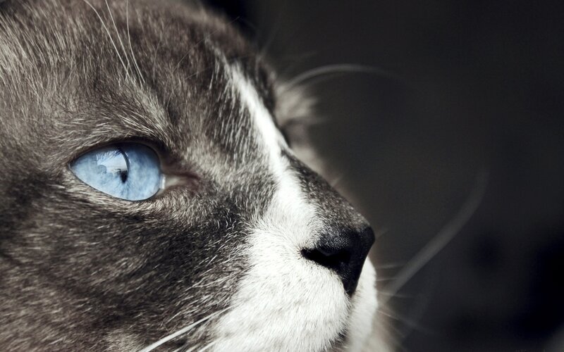 Gray and White Cat — Dramatic, Photograph, Eye