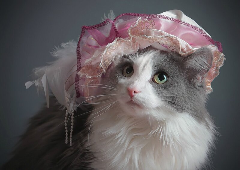 Gray and White Cat — Dramatic, Photograph