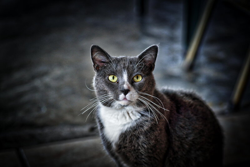 Gray and White Cat — Dramatic, Photograph, Whiskers