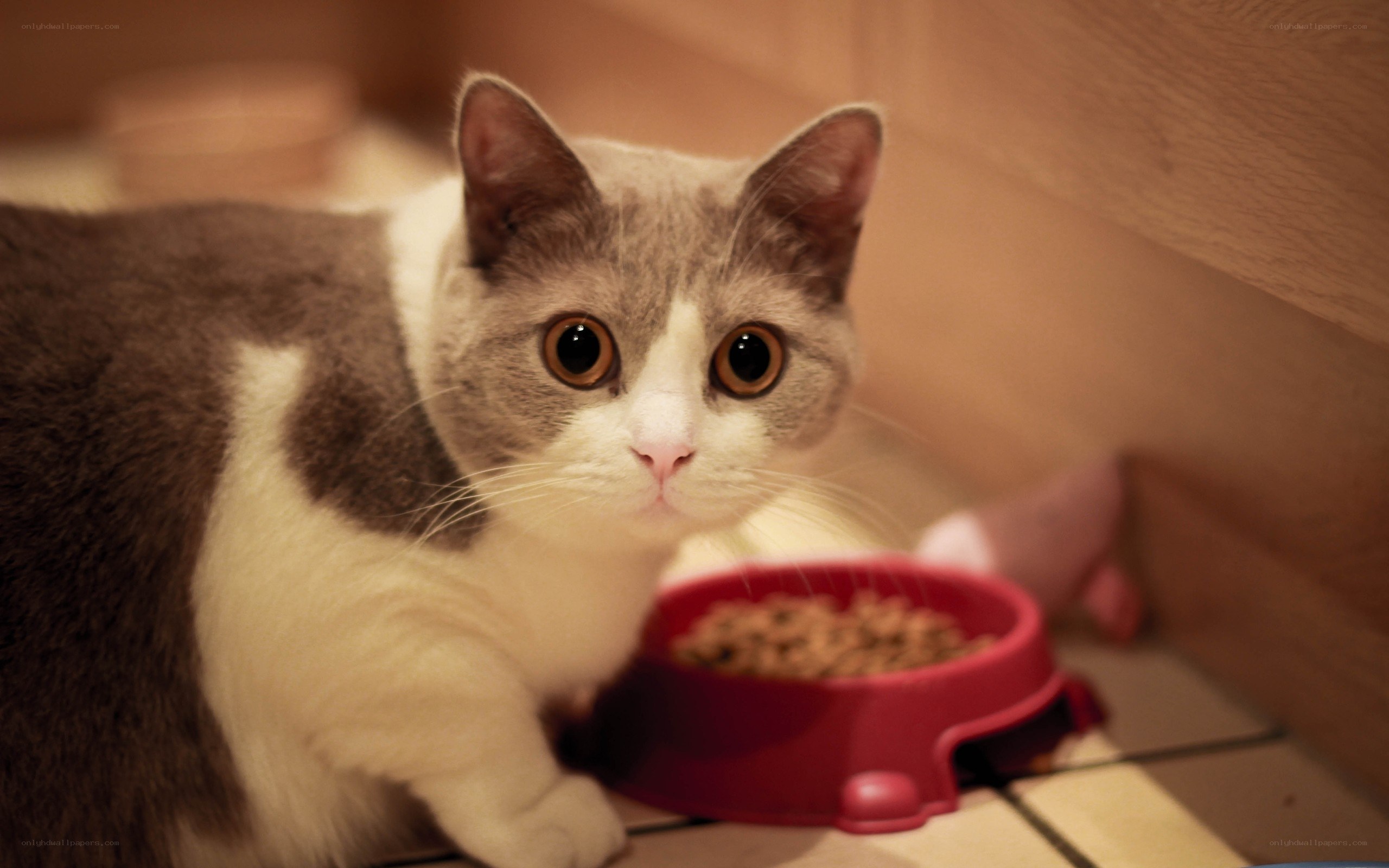 gray and white cat eating food