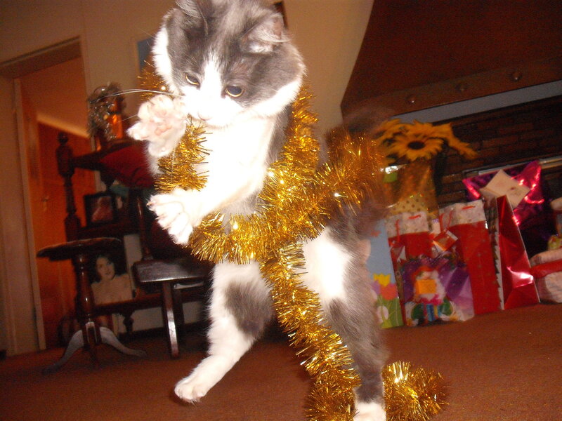 Gray and White Cat — Gold