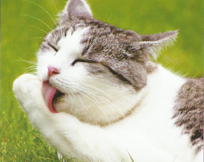 Gray and White Cat — Green, Calm, Afternoon, Photograph, Grass, Paw