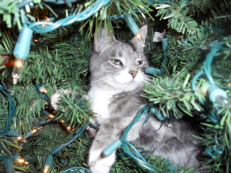 Gray and White Cat — Green, Calm, Night