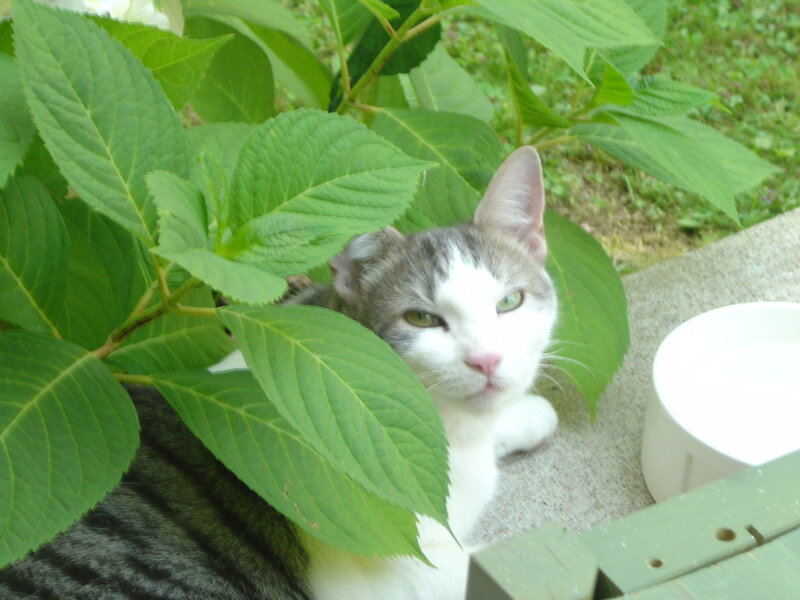 Gray and White Cat — Green, Calm, Summer