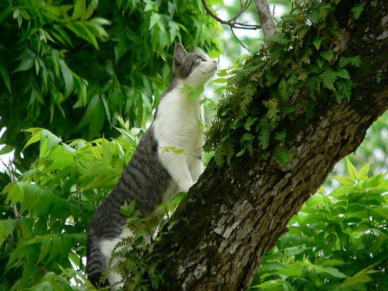 Gray and White Cat — Green, Calm