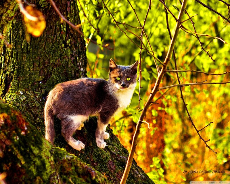 Gray and White Cat — Green, Natural, Afternoon