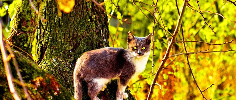 Gray and White Cat — Green, Natural, Autumn