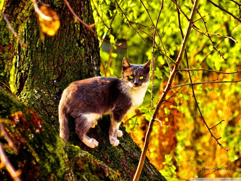 Gray and White Cat — Green, Natural