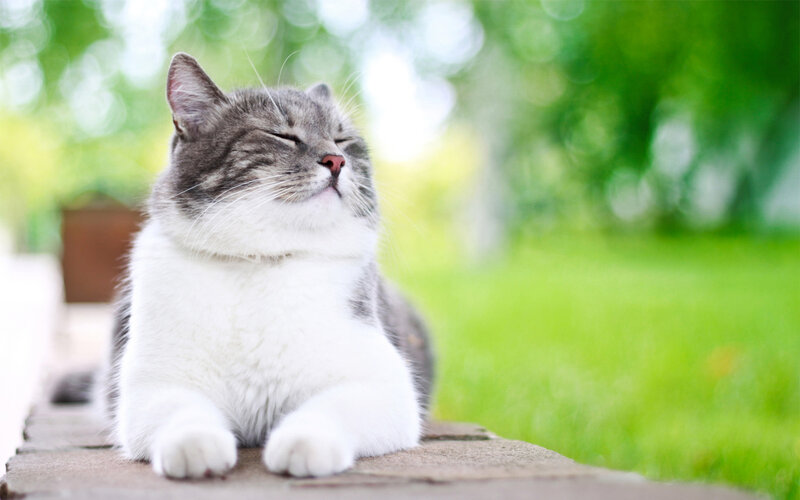 Gray and White Cat — Green, Serene