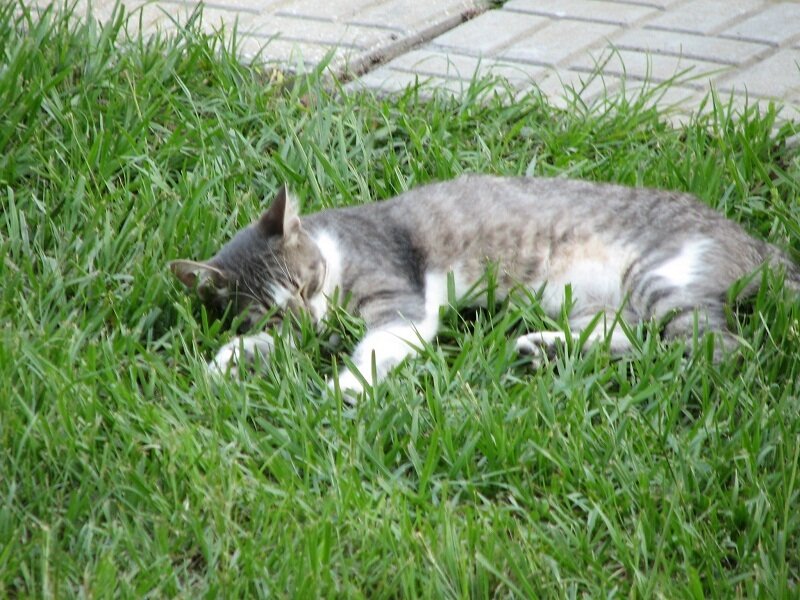 Gray and White Cat — Green