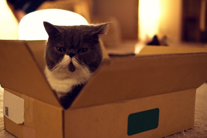 Gray and White Cat in Box
