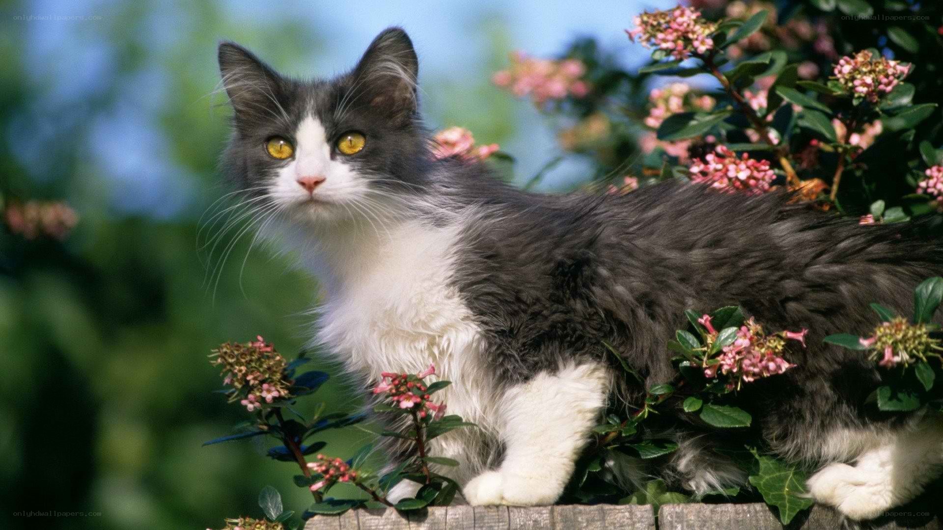gray and white cat in flowers
