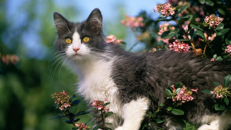 gray and white cat in flowers