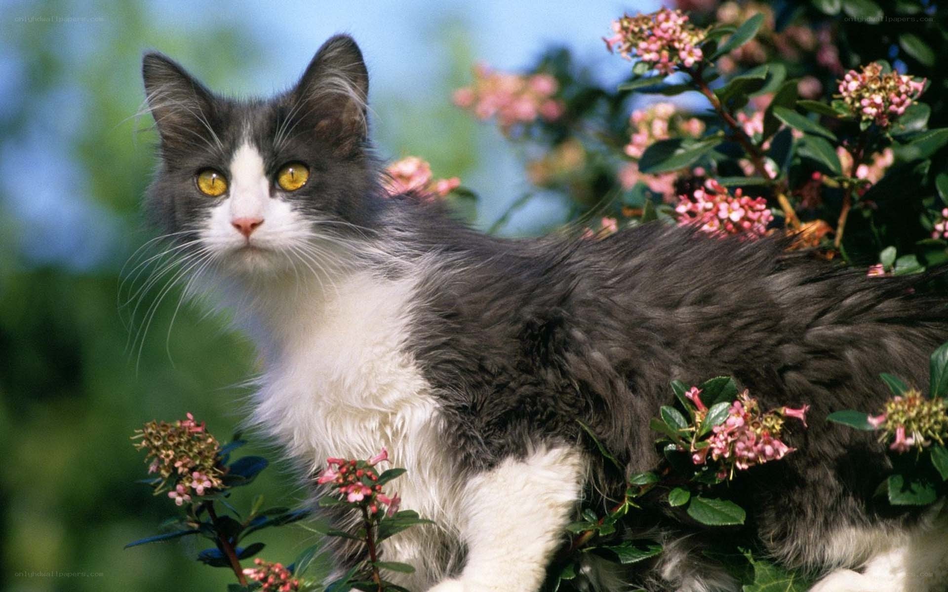 gray and white cat in flowers