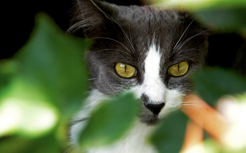gray and white cat in foliage