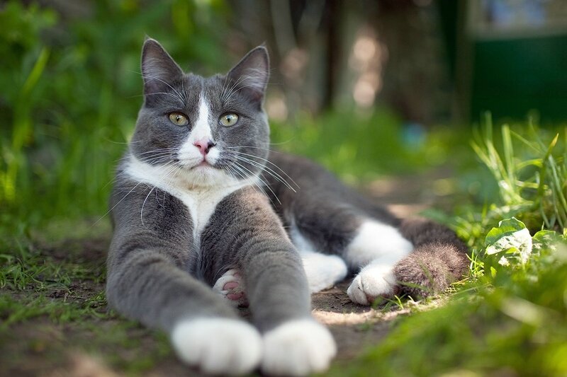 gray and white cat in garden