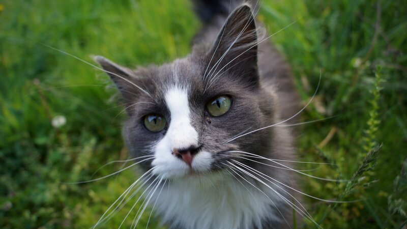 gray and white cat in grass