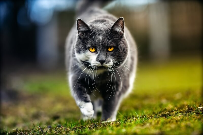 Gray and White Cat — Intense, Afternoon