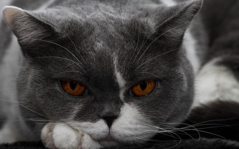 Gray and White Cat — Intense, Photograph