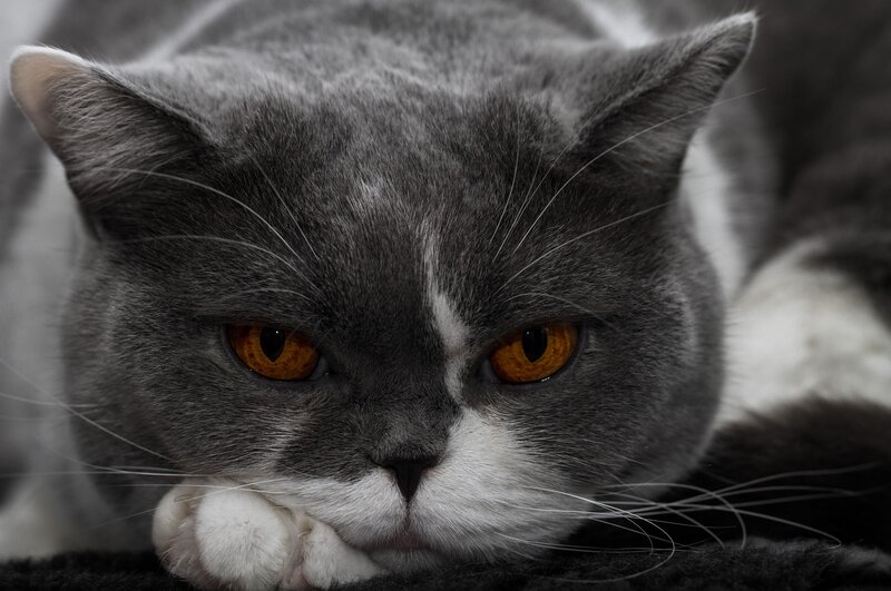 Gray and White Cat — Intense