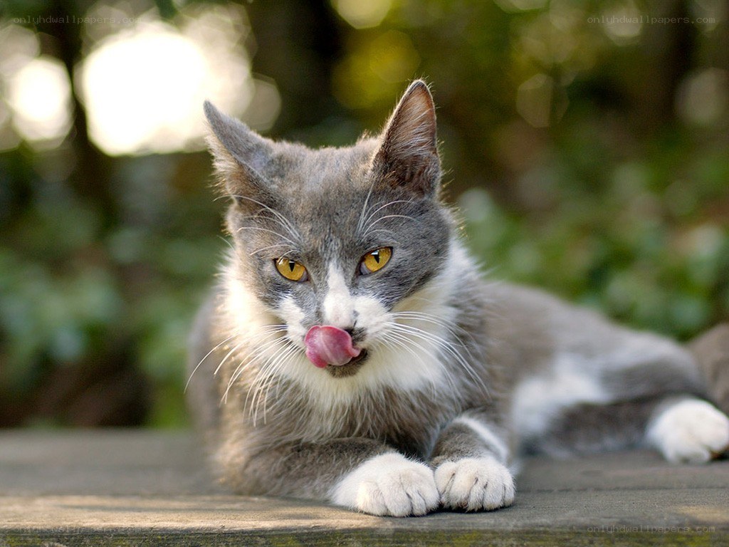 gray and white cat licking nose