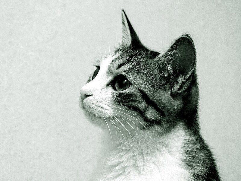 gray and white cat looking up