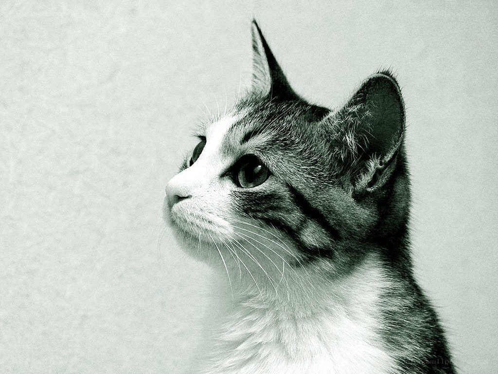 gray and white cat looking up