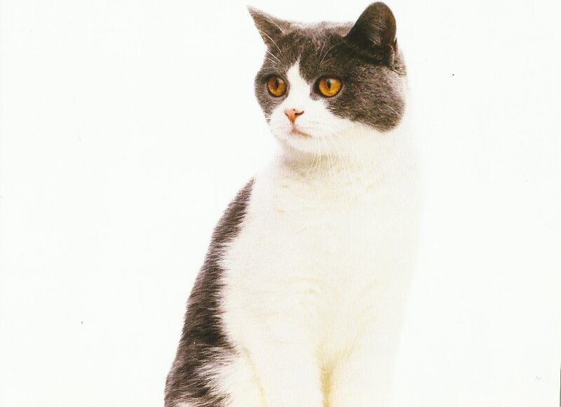 Gray and White Cat — Neutral