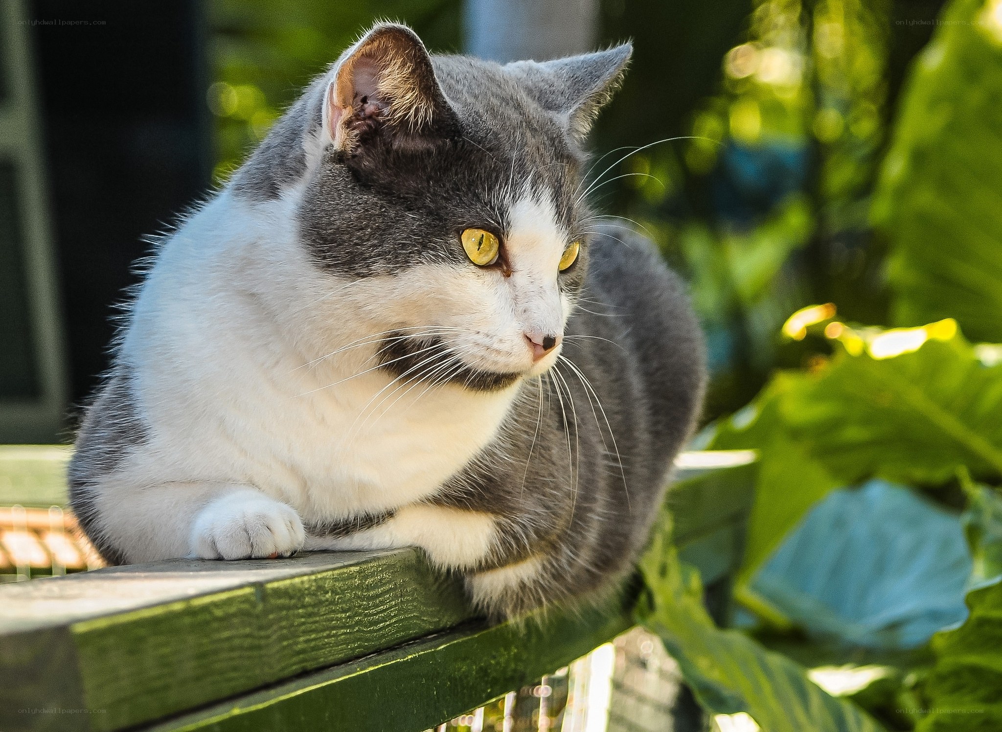 gray and white cat on bench