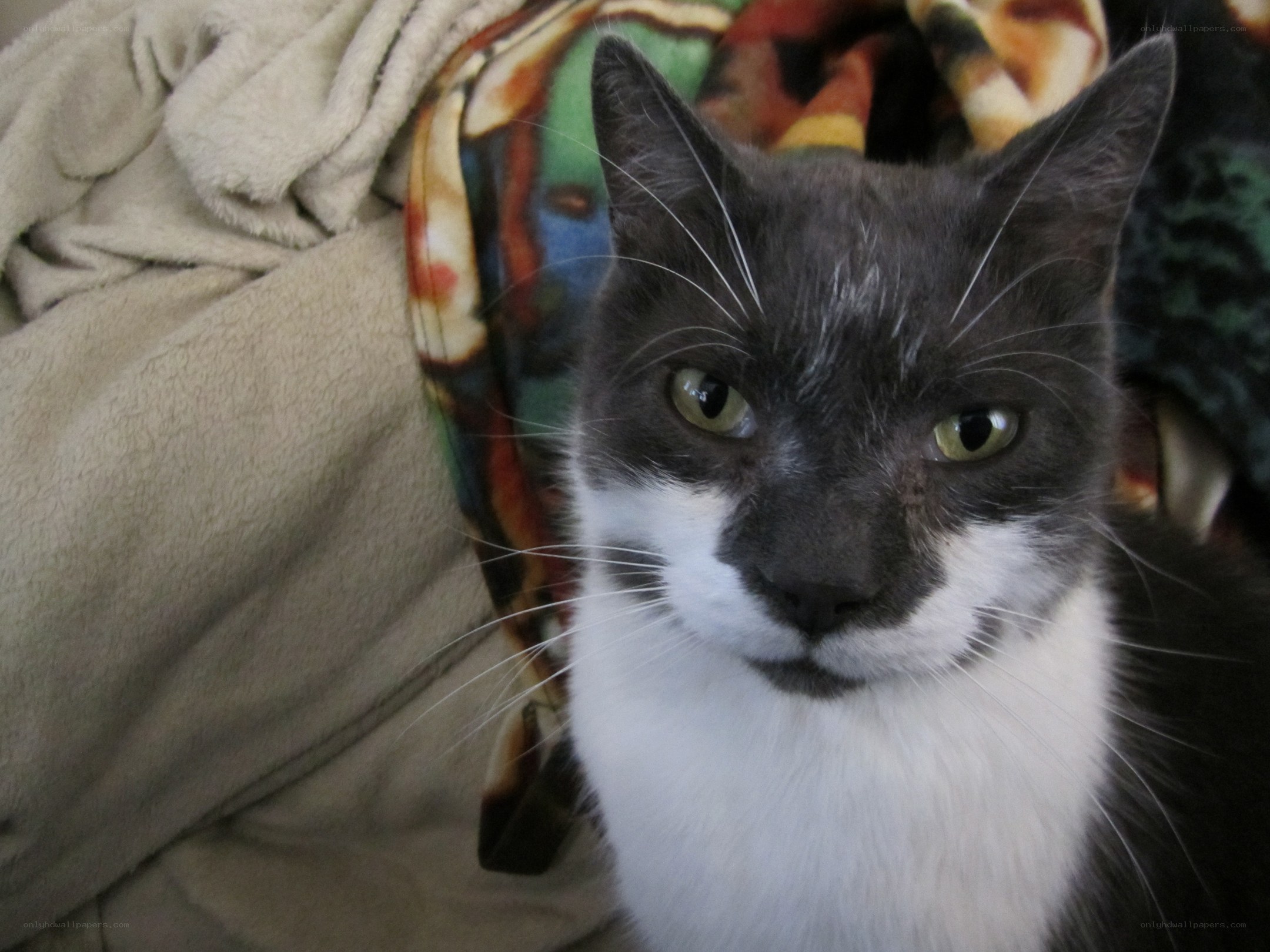 gray and white cat on blanket