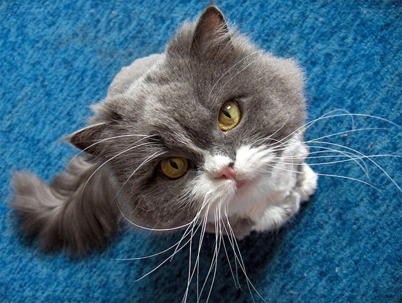 gray and white cat on blue carpet