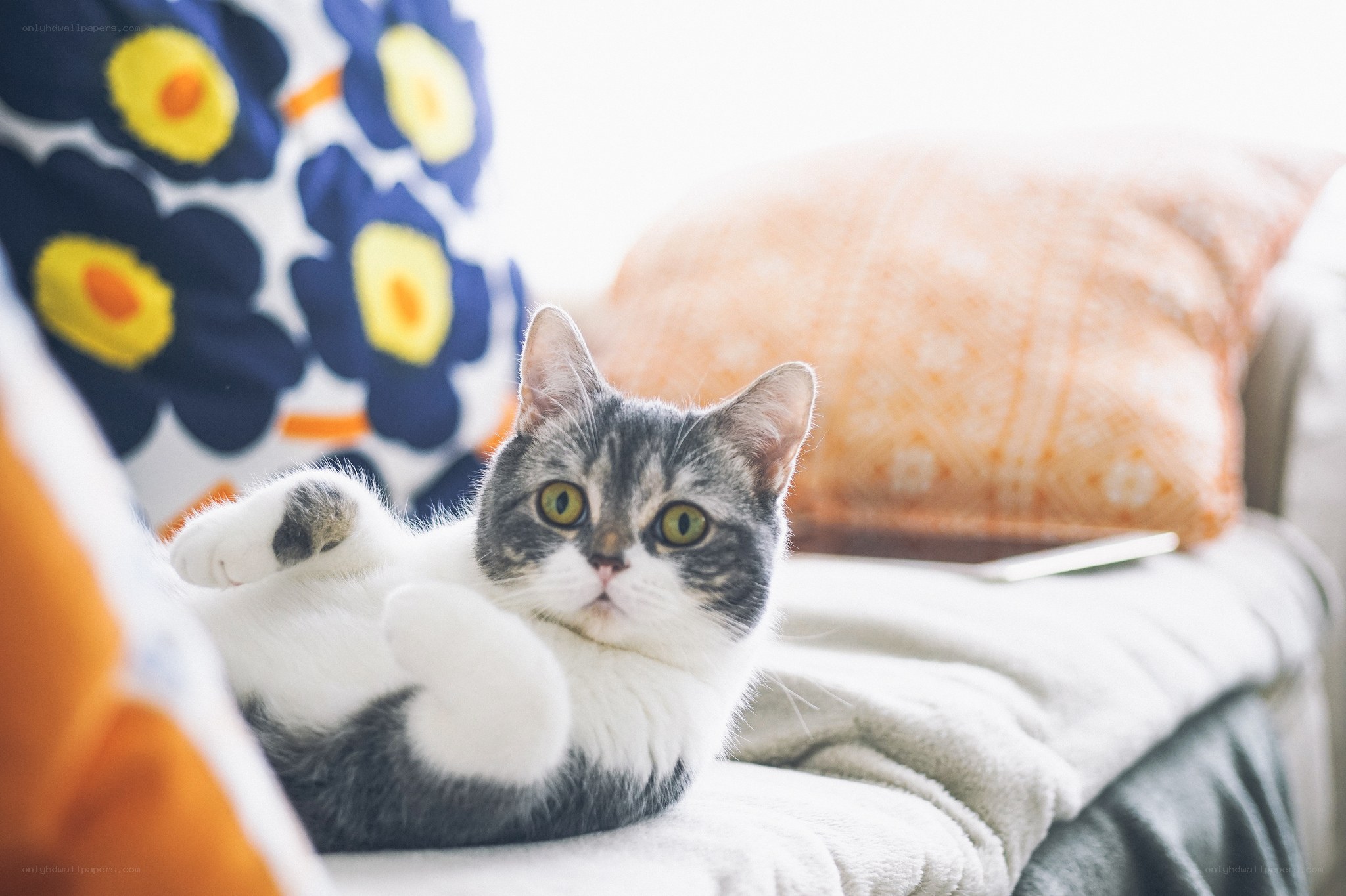 gray and white cat on couch