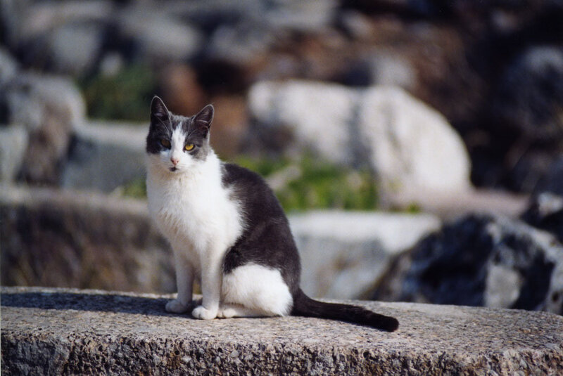 gray and white cat on stone